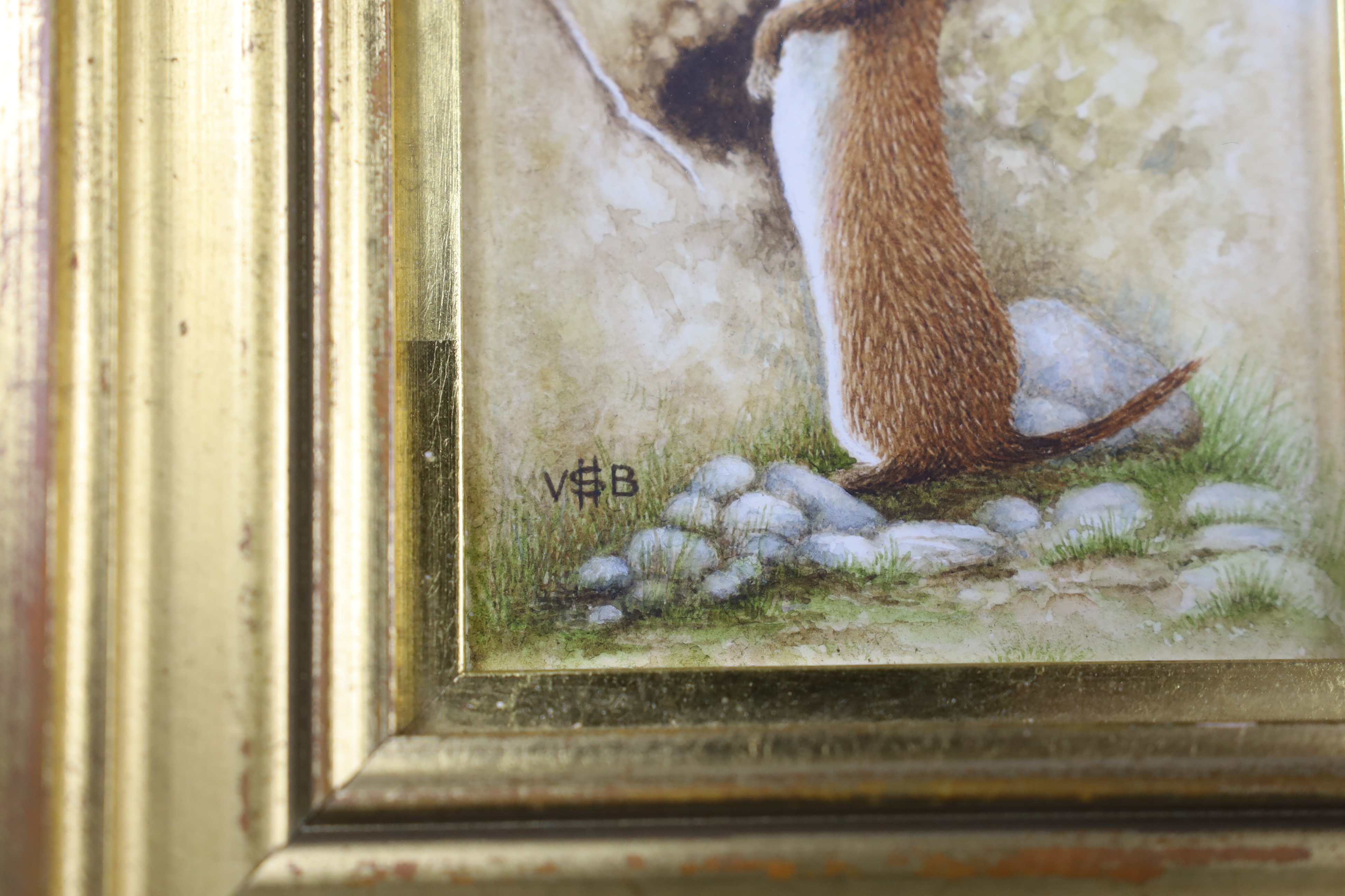 Victor H. S. Burroughs (1900-1979), miniature watercolour, Study of a ferret, monogrammed, 8 x 6.5cm